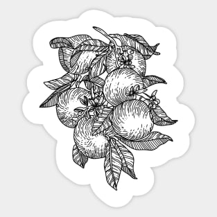 Fruits Sticker